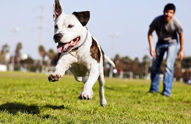 pet_01 pet_01